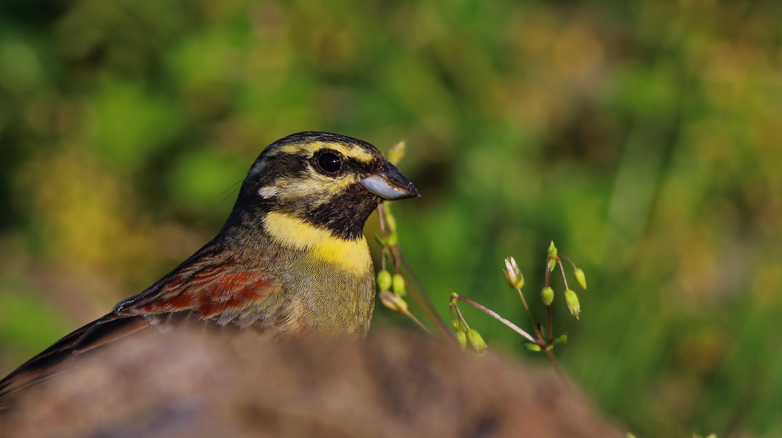 Cirl Bunting